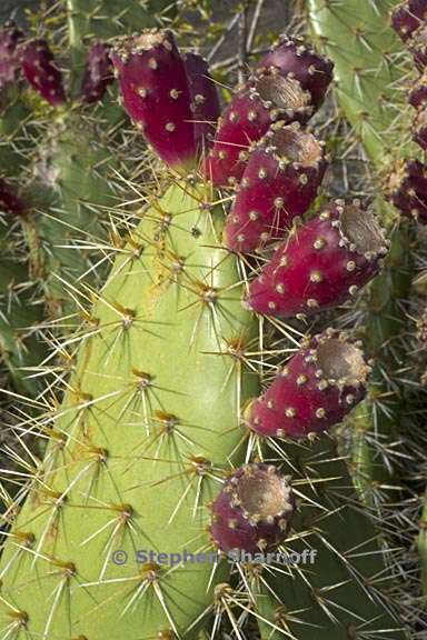 opuntia aff prolifera 4 graphic